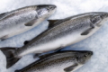 Понад третина риби і морепродуктів імпортується з Норвегії