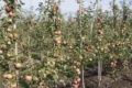 Яблука Донецького кряжу містять багато кислот, цукрів та сухих речовин