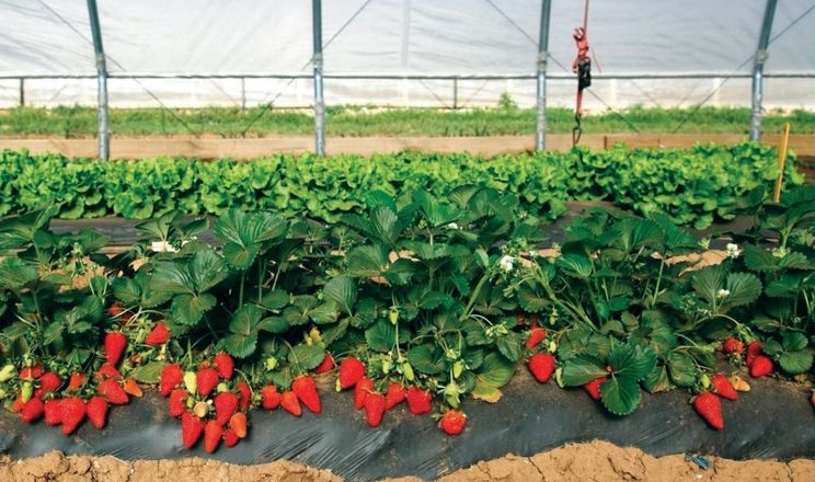 Овочі саджають між ягодами для оптимізації