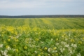 Great Plains та ForGround від Bayer спільно розвиватимуть регенеративне землеробство