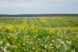 Аграрій назвав переваги сумішей сидератів