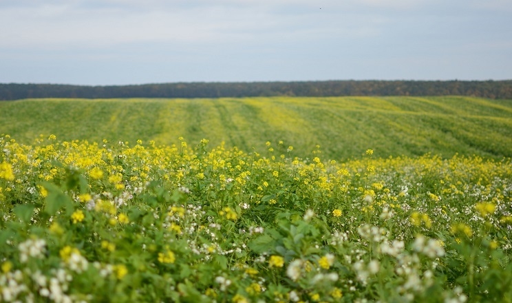 Great Plains та ForGround від Bayer спільно розвиватимуть регенеративне землеробство