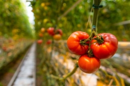 Раз на тиждень важливо видаляти листки томату