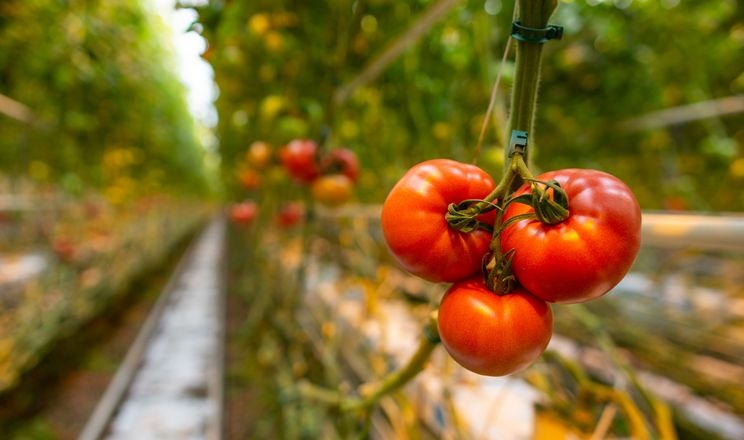 Польський інвестор будує найбільшу томатну теплицю Румунії