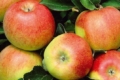 Найсмачніші яблука Джонаголд ростуть у двох регіонах України
