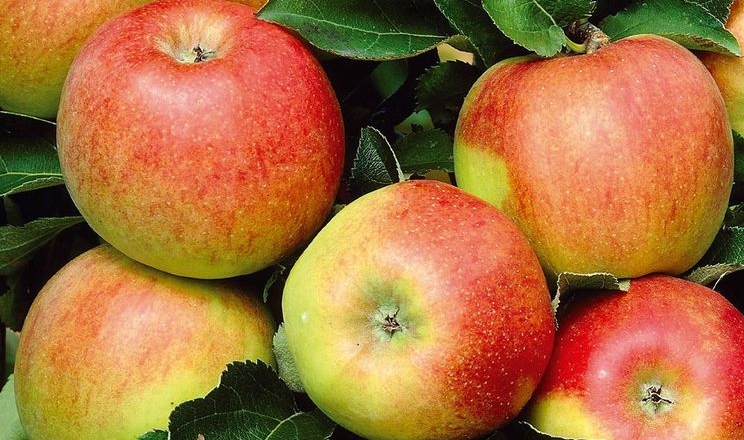 Якісне листя та температура впливають на рум’янець яблук 