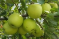В «Аграна Фрут Лука» навчилися розтягувати збір яблук Голден