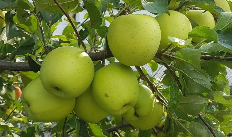 Вчена назвала регіони з найсмачнішими яблуками Голден Делішес
