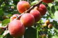 Учені досліджують генетичне різноманіття абрикоси
