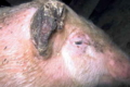 Еперитрозооноз спричиняє у свиней відставання у рості та розвитку