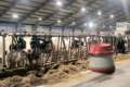 Роботизована молочна ферма дозволяє оптимізувати чисельність персоналу