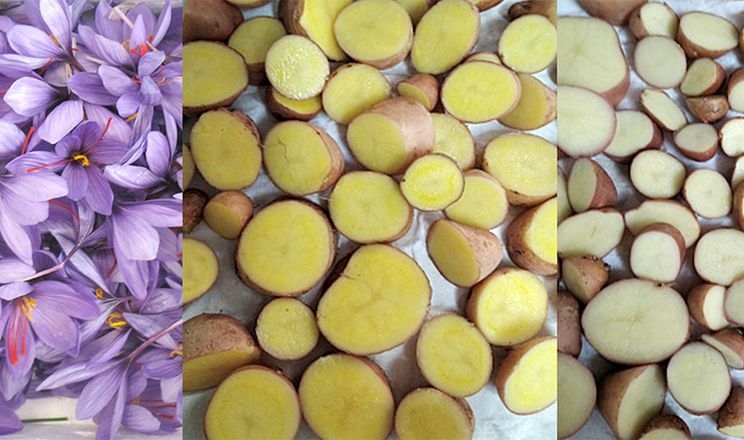 Дослідники додали картоплі гени шафрану