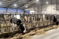 Сталі рішення для молочної ферми: рекуператори тепла й регульоване освітлення