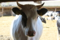 Контроль теплового стресу допоможе запобігти кульгавості у корів