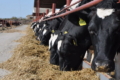 Як контролювати сепарацію корму на молочній фермі