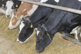 Форма жирів у раціоні корів має доставляти жирні кислоти у тонкий кишківник