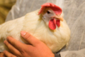 Що передбачає холістичний підхід до визначення здоров’я птиці і тварин