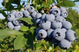 Закарпатські фермери пояснили, як їм вдається збирати лохину в травні