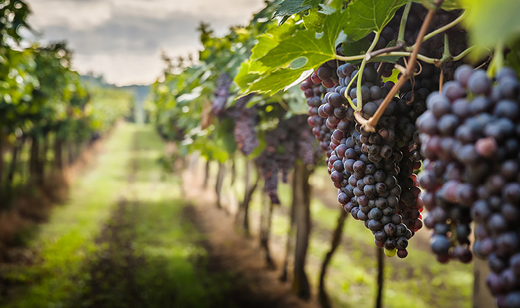 Рух до якості та безпечної продукції виноградарства