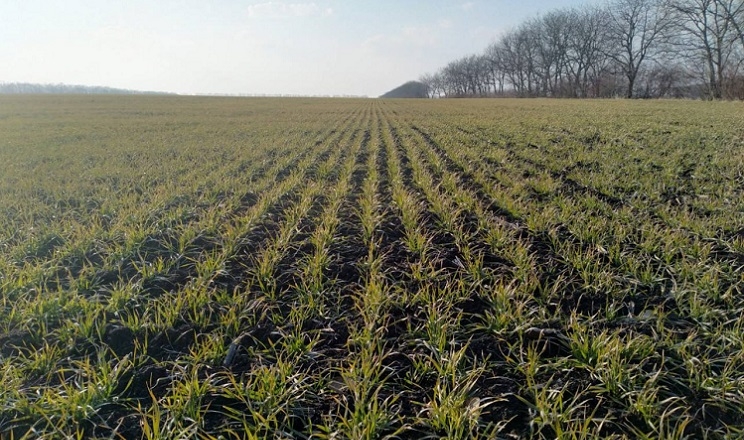 Площі під озимою пшеницею на окупованих територіях скоротилися майже на 10%