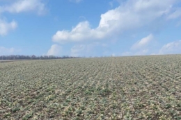 Площі озимих, що потребуватимуть пересіву, можуть становити близько 12%