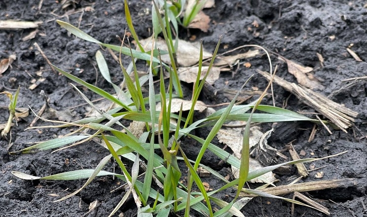 Підвищена вологість ґрунту знижує морозостійкість озимих