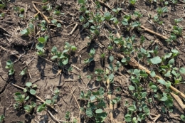 Озимина частково уражена грибними хворобами