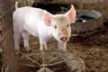 Токсини ріжків знижують продуктивність свиней