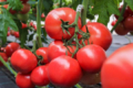 Новий гібрид рожевоплідного томату Наргіза RZ F1 дозволяє заробити більше