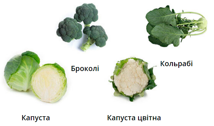 Компанія «Рійк Цваан Україна» презентує каталог капустяних культур