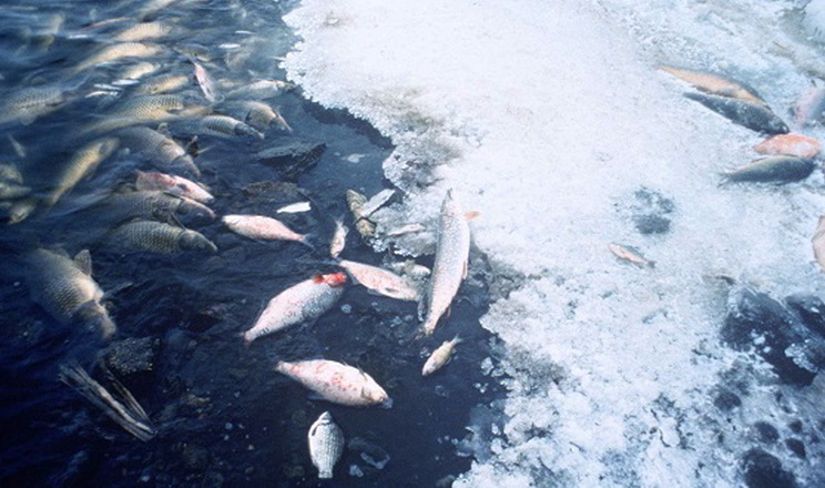 Збитки рибної галузі через збройну агресію рф оцінюються у $47 млн