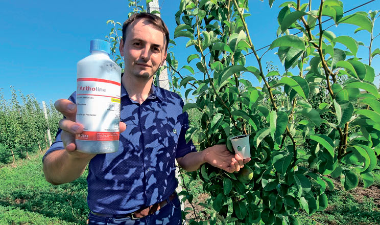 Звідки на груші з’являється медяниця та чому її краще контролювати нехімічними засобами