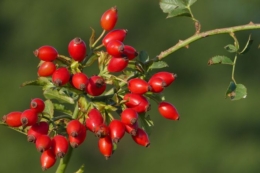 Шипшинові сади в Україні: для фермерів планують спростити умови держпідтримки