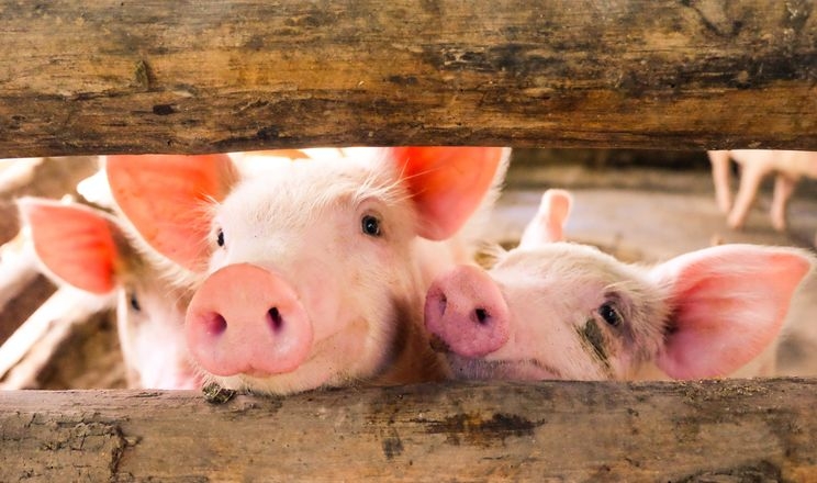 Середня ціна на живець свиней опустилася нижче 80 грн/кг