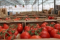 Туреччина зняла заборону експорту томатів