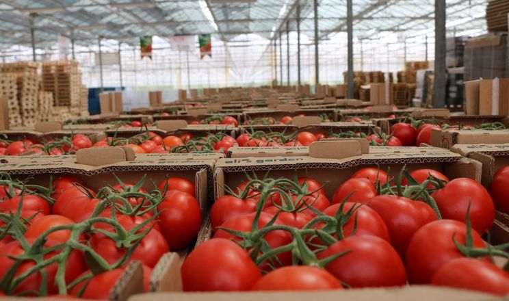 Туреччина зняла заборону експорту томатів