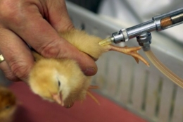 Цьогоріч зареєстровано більше вітчизняних ветпрепаратів, ніж імпортних