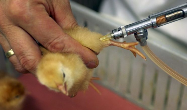 У Нідерландах вдало випробували вакцини проти пташиного грипу