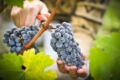 Виноградарство забезпечує 10-14 тис. робочих місць