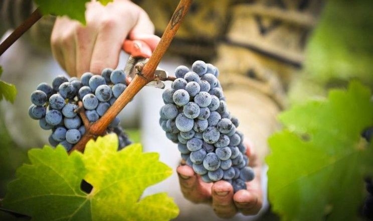 Виноградарство забезпечує 10-14 тис. робочих місць