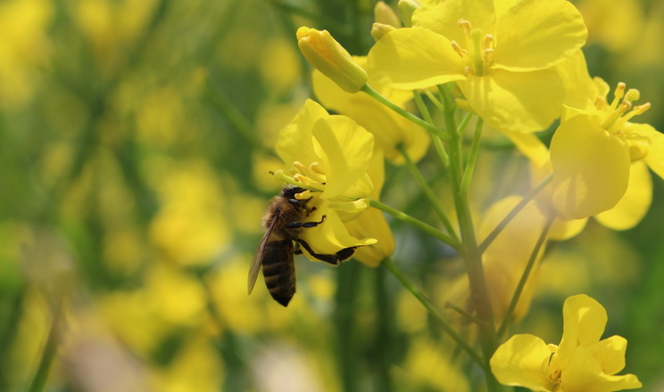 Бджолярі можуть відстежувати медоноси на полях «Контінентала»