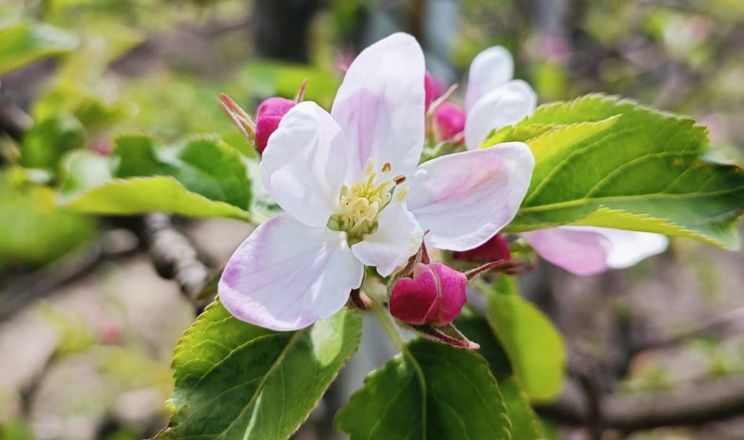 На Тернопільщині садівники влаштовують забіг «Квітучий сад»