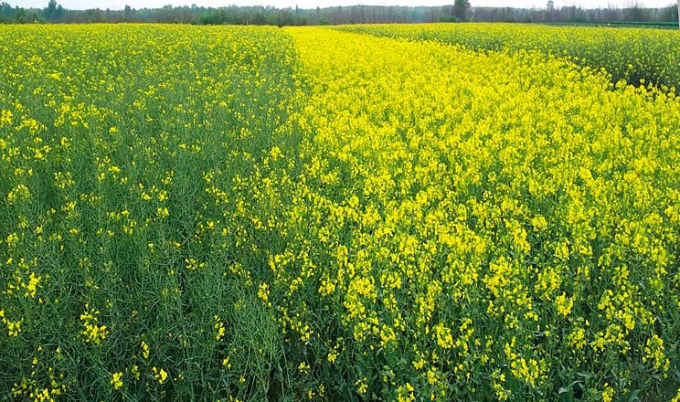 Озимий ріпак. Результат приморозків. Як діяти, виходячи з ситуації