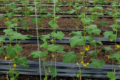 Огірок Ілонара має на 15-20% вищу врожайність