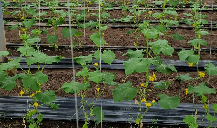 Огірок Ілонара має на 15-20% вищу врожайність