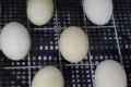 Як знижується маса яєць качок і гусей за інкубації