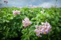 Посіви картоплі збільшуються на Дніпропетровщині та Полтавщині