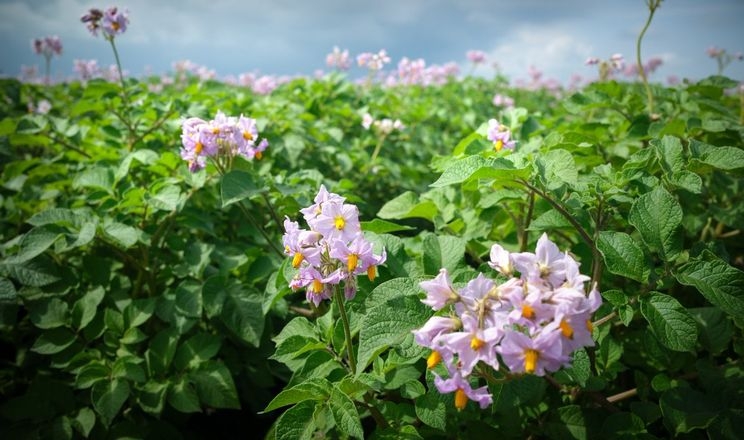 Посіви картоплі збільшуються на Дніпропетровщині та Полтавщині