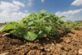 Вчені редагують гени картоплі, щоб збільшити врожайність та посухостійкість