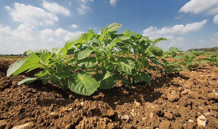 Вчені редагують гени картоплі, щоб збільшити врожайність та посухостійкість
